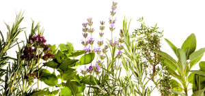 Mediterranean herbs on pure white background: lavender, sage, oregano, thyme. Spring and summer concept. Plenty of copyspace.